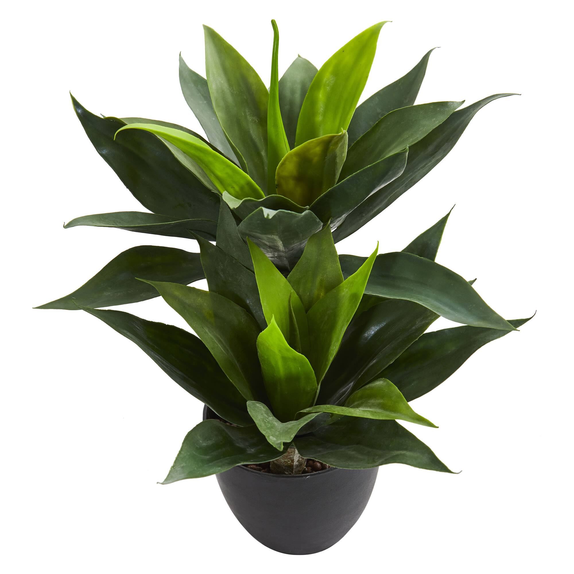 21in. Potted Agave Plant